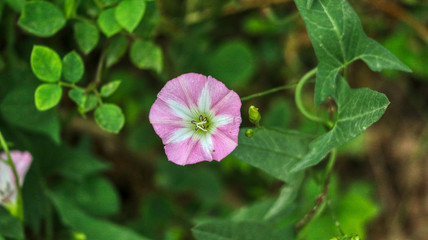 butterfly on a flower