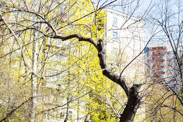 spring in city - young green foliage and bare pruned tree and apartment houses on background (focus on old tree trunk)
