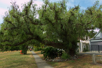 Giant tree at Maitai River in Nelson,Tasman Region on South Island of New Zealand
