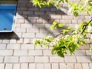 spring in city - twigs of blossoming apple tree close up and brick wall of apartment house on background (focus on green leaves on foreground)