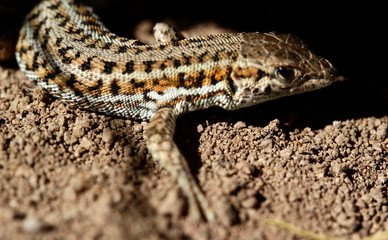 cute lizard in nature close-up