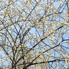 spring in city - flowering cherry trees with blue sky on background in urban yard