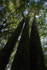 Trees in Pelorus Bridge Scenic Reserve,Marlborough Region on South Island of New Zealand
