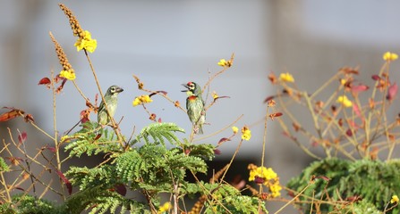Pair of Coppersmiths (Barbets)