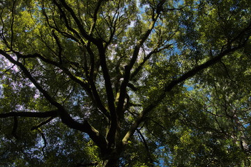 Trees in Pelorus Bridge Scenic Reserve,Marlborough Region on South Island of New Zealand
