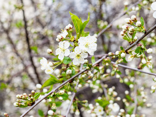 spring in city - flowering twigs of cherry tree in urban garden on background (focus on flowers on foreground) on overcast day