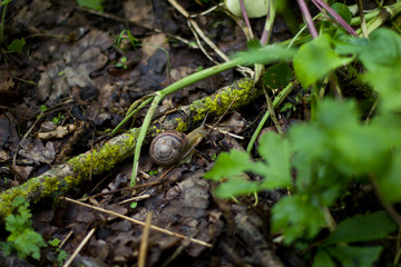 snail in the forest