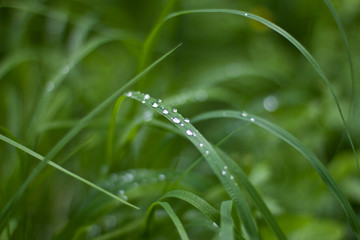 morning dew on grass