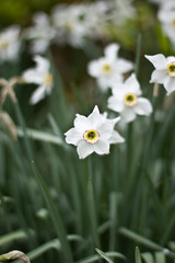 white narcissus in a garden