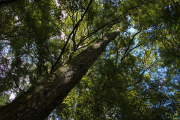 Trees in Pelorus Bridge Scenic Reserve,Marlborough Region on South Island of New Zealand
