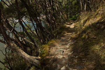 Waterfall track in Pelorus Bridge Scenic Reserve,Marlborough Region on South Island of New Zealand
