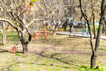 spring in city - twigs with blossoms close up and blurred urban park on background on sunny day (focus on blossoms on twig on foreground)