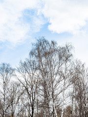 Fototapeta na wymiar white birch trees in forest under white clouds in blue sky on spring day
