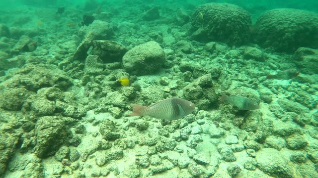 Cute smiling fish with googly looking eyes swimming under the ocean in Hawaii. 4K action footage underwater taken with a Go Pro camera. Clear close up image.