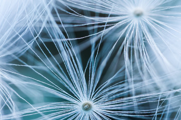 Beautiful fluffy dandelion seeds, closeup view