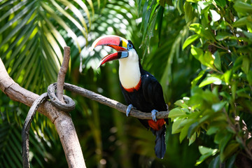 Pretty toucan on the branch
