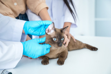 Obraz premium Examining pet in clinics concept. The vet is checking the cat's health. Veterinarian doctor is making a check up of a cat.