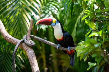 Pretty toucan on the branch