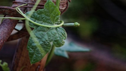green plant in the garden