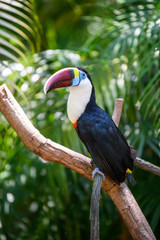 Pretty toucan on the branch