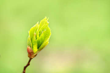 Young spring bud on branch, Against the background of blue sky. beautiful card. blurred blue bokeh background. concept of growth, dawn, awakening. Life revival concept