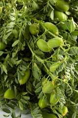 fresh green chickpeas close up