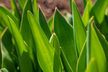 An unopened tulip bud among bright green leaves. Abstract natural background with selective focus.
