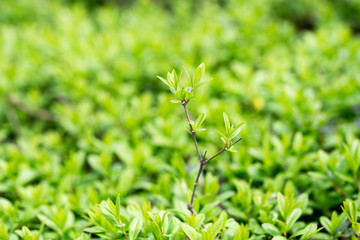 Fototapeta na wymiar Spring or summer abstract season nature background with grass, bokeh lights. shrub border.green shrub .