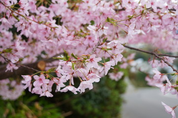 桜