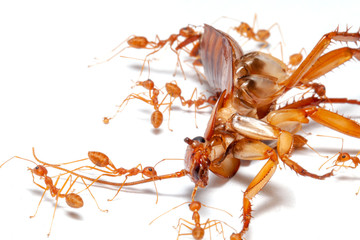 red ants swarming in dead cockroaches on the white background, red ants eat dead cockroach,team work illustration..