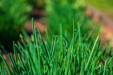 View of chives Schnitt with drops of water in the garden. Soft focus on fresh shoots of a plant with abstract nature blured background.