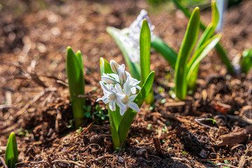 Puschkinia spring primrose in the garden. The blooming flowers and unopened buds of a plant.