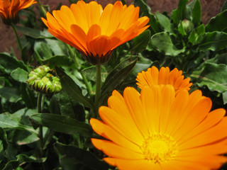 Calendula officinalis, marigold orange flower