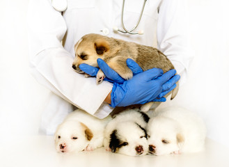 Cute puppy on hands at a vet. Four fluffy spotted white puppies.Care for a pet. Little red dog on white background