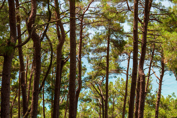 Pine trees on the background of the sea