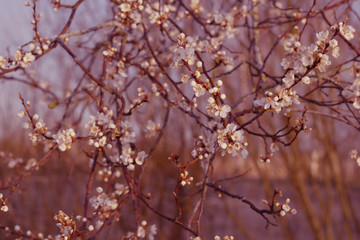 white spring flowers blossom