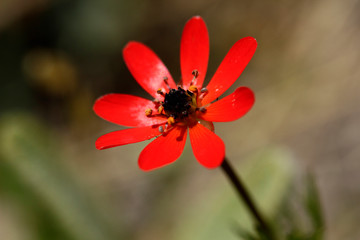 Red flower.  Pheasant's eye (Adonis flammea) .