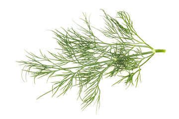 Fresh green dill herb branch