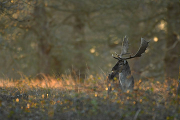 Fallow deer dama dama in autumn colours