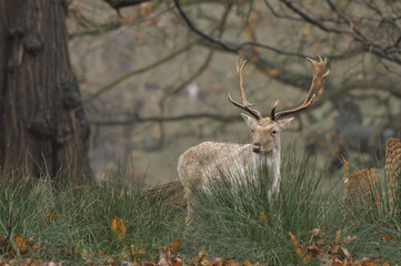 Fallow deer dama dama in autumn colours