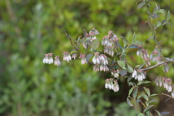 ブルーベリーの花
