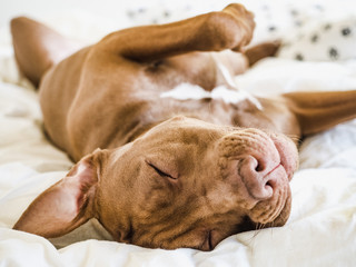 Lovable, pretty puppy of chocolate color. Close-up, indoor. Day light. Concept of care, education, obedience training, raising pets