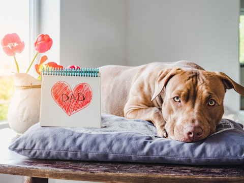 Adorable, charming puppy of chocolate color, notebook with a painted heart and the inscription DAD. Close-up, side view. Indoors. Congratulations for family, relatives, friends and colleagues
