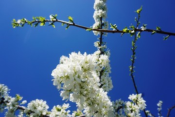 blooming plum against the blue sky.......
