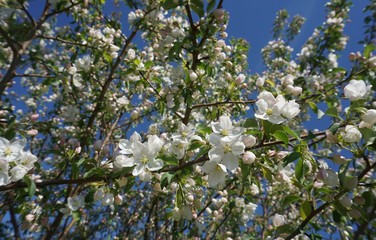 blooming apple tree on a background of blue sky.......
