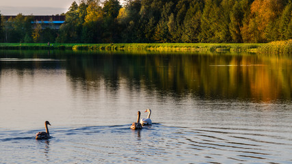 Łabędzie   © Grzegorz Komendarek