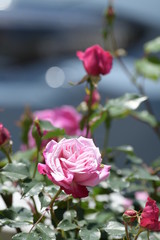 バラの花