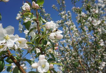 blooming apple tree on a background of blue sky.......