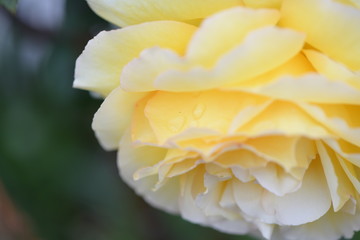 Fototapeta na wymiar 黄色いバラ