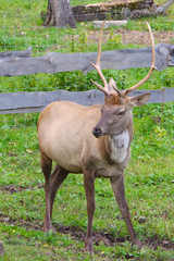 Close-up portrait of a deer with horns in the corral on a background of green grass. Deer Farm Animal care